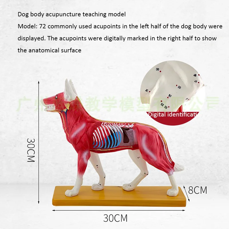 Модел на акупунктурни точки на животното, модел анатомия на животните, модел анатомия на тялото на кучето, модел на ветеринарен обучение