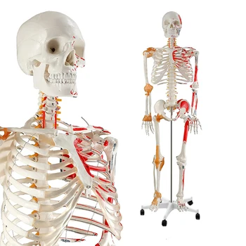 170-сантиметър Анатомическая модел на човешкия скелет в реален размер, медицински модел на човешкия скелет с связками, с нервната система количка.