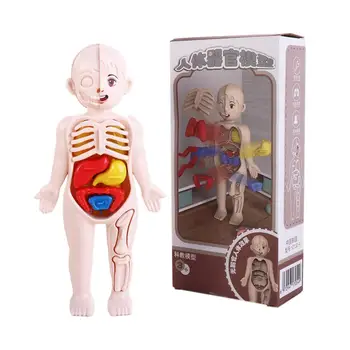 Играчки, образователен инструмент, фигурки на човешките органи, Анатомия на човешкото тяло, Играчка, модел на човешкото тяло, модел на човешки орган, модел орган на човешкото тяло