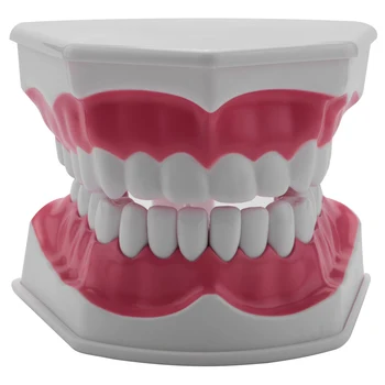 Модел на зъболекар Практиката на миене на зъбите паста за зъби Режим Typodonts на Обективните анатомическая демонстрация на венците
