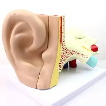 Модел на структурата на охлюви на дясното ухо на човек в естествен размер от 5 части, медицински образователни модели