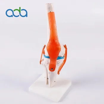 Ярък модел на изкуствена колянна става в реален размер, скелет-манекен, естествен размер, материал PVC до bix-A1025